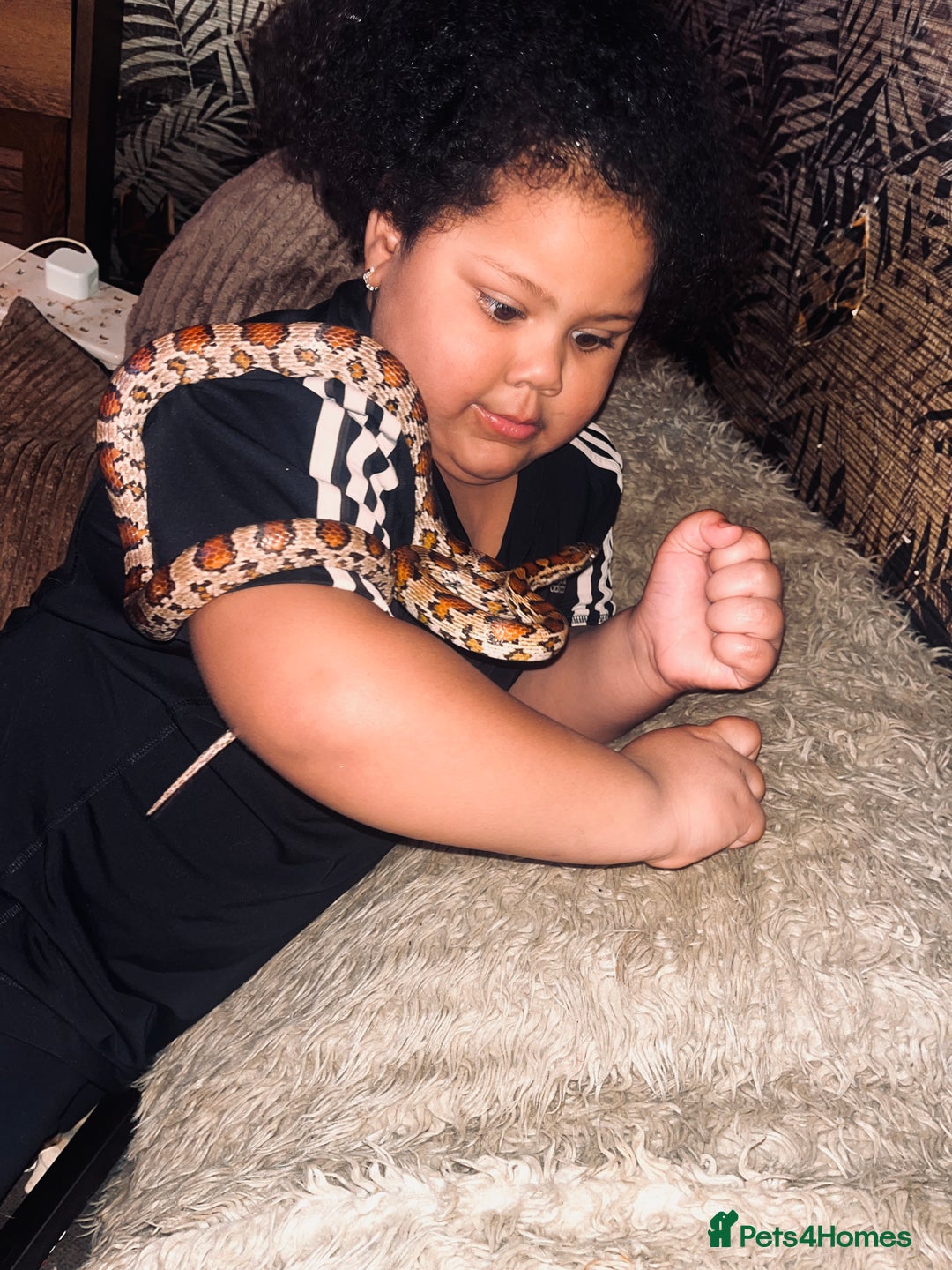 Corn Snake reptiles for sale: corn snake - Advert 2