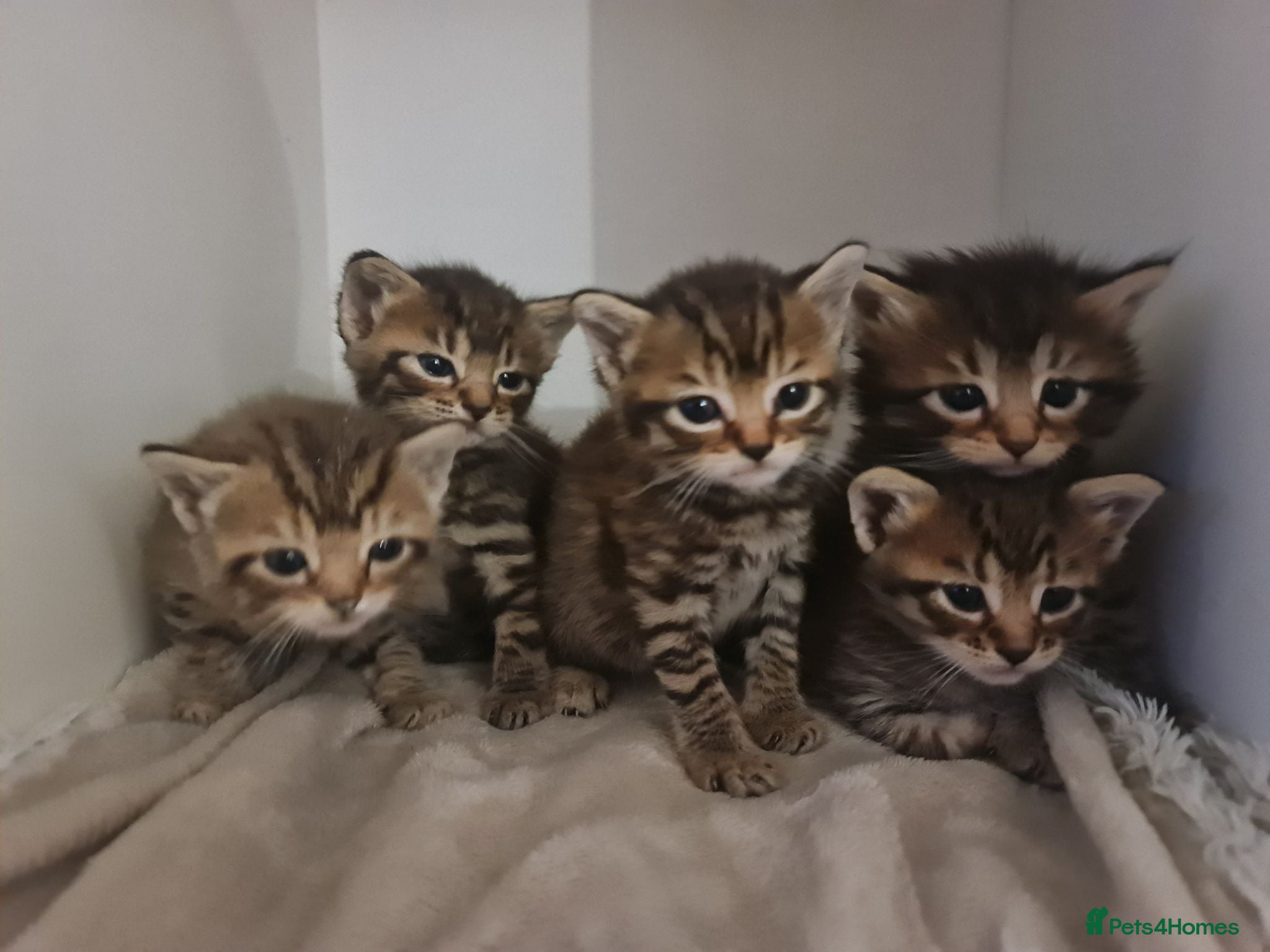 Mixed Breed cats 5 kittens for sale  - Advert 2