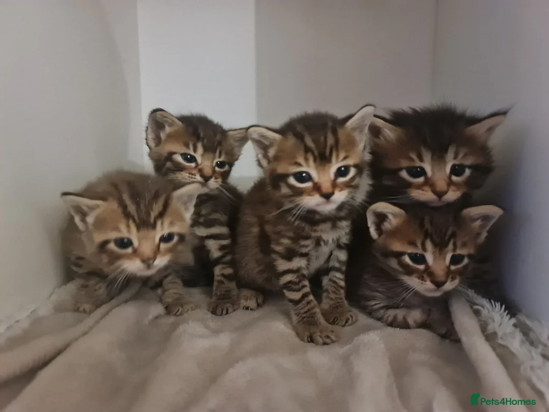 Mixed Breed cats for sale: 5 kittens for sale  - Advert 2
