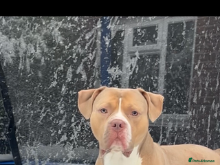 American Bulldog dogs 3 year old male American bulldog - Advert 1