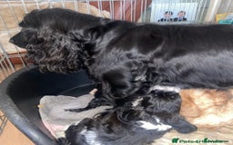 Cockapoo dogs for sale: 11 week old male Cockapoo  - Advert 3