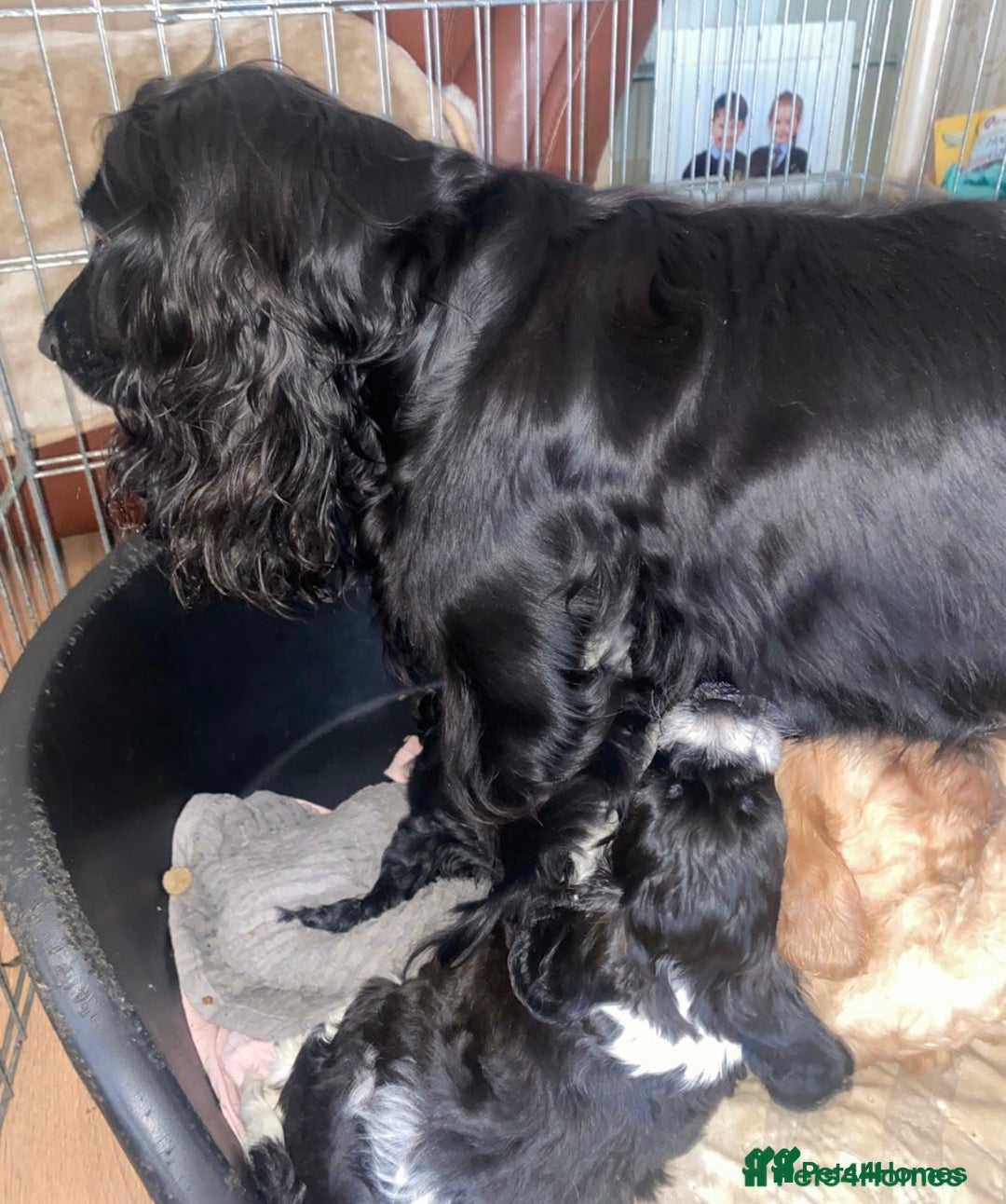 Cockapoo dogs for sale: 11 week old male Cockapoo  - Advert 3