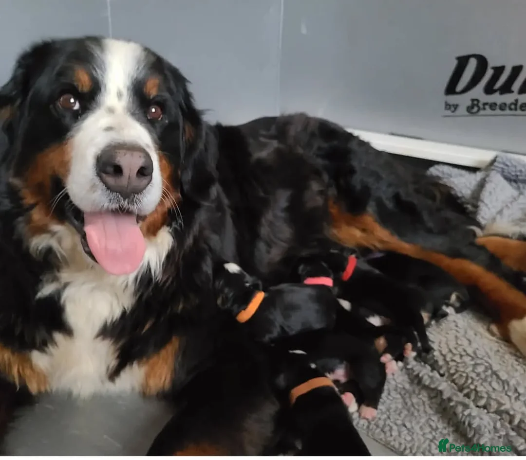 Bernese Mountain Dog dogs for sale: LAST 2* Purbred Bernese Mountain Dog Puppies - Advert 2