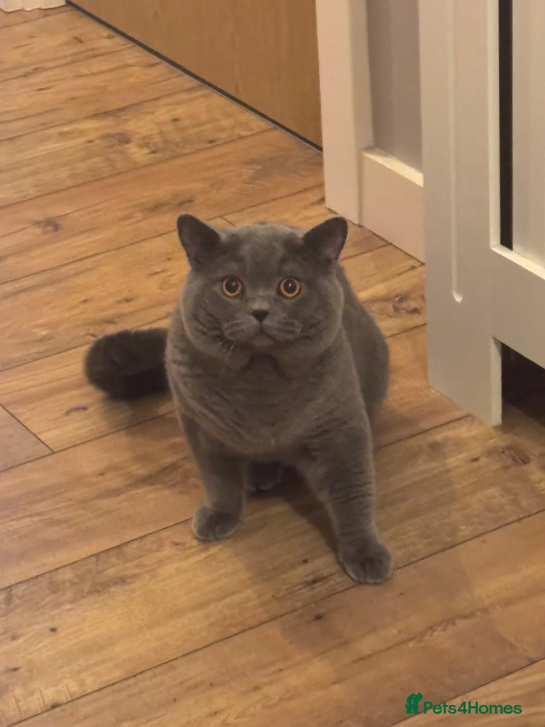 British Shorthair cats for sale: 💙Beautiful Blue British Shorthair Kittens💙 - Advert 20