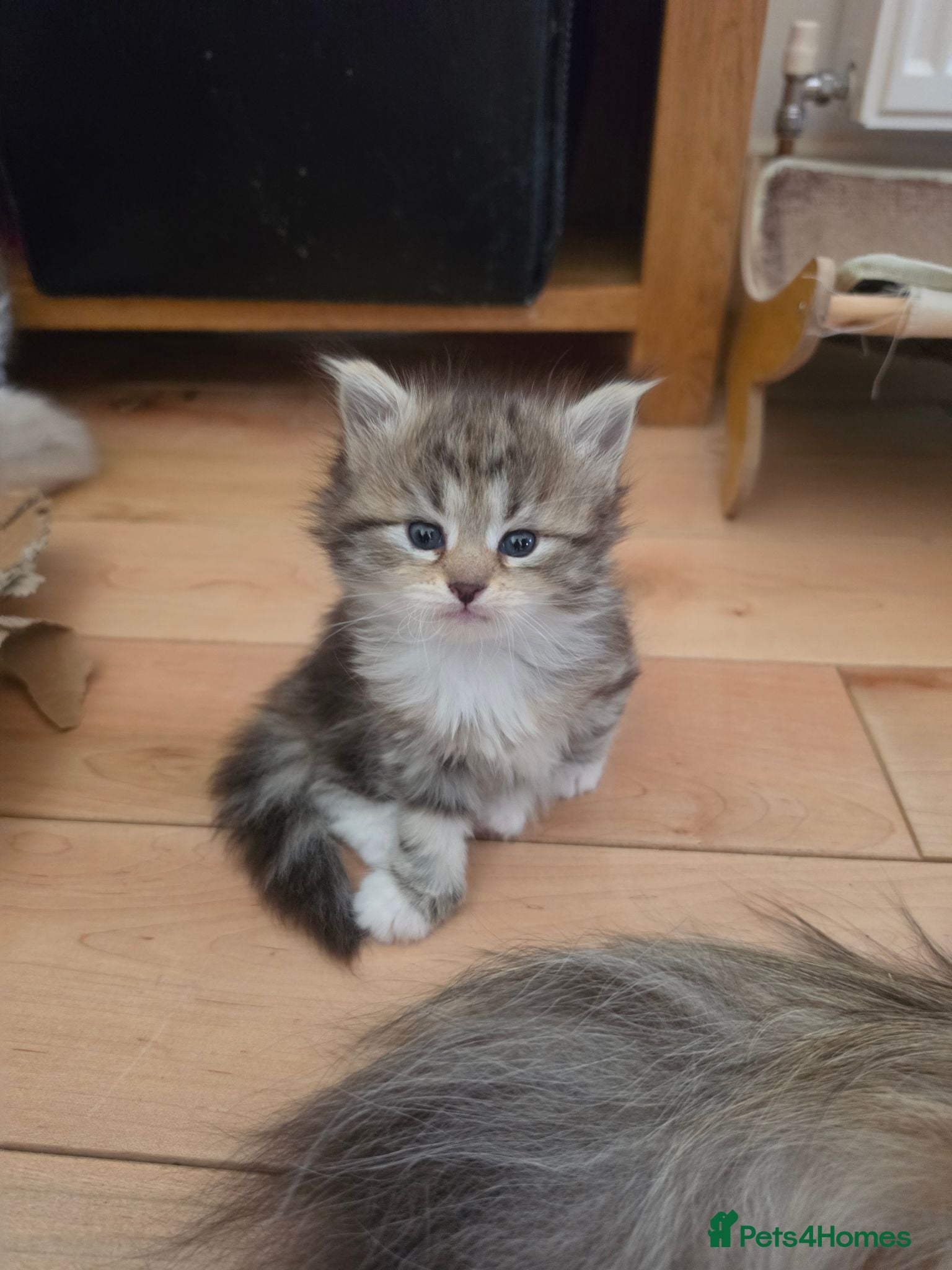 Siberian cats Pure gorgeous Siberian Kittens  - Advert 3