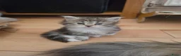 Siberian cats for sale: Pure gorgeous Siberian Kittens  - Advert 1