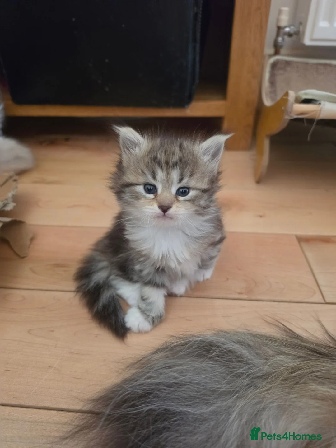 Siberian cats for sale: Pure gorgeous Siberian Kittens  - Advert 1