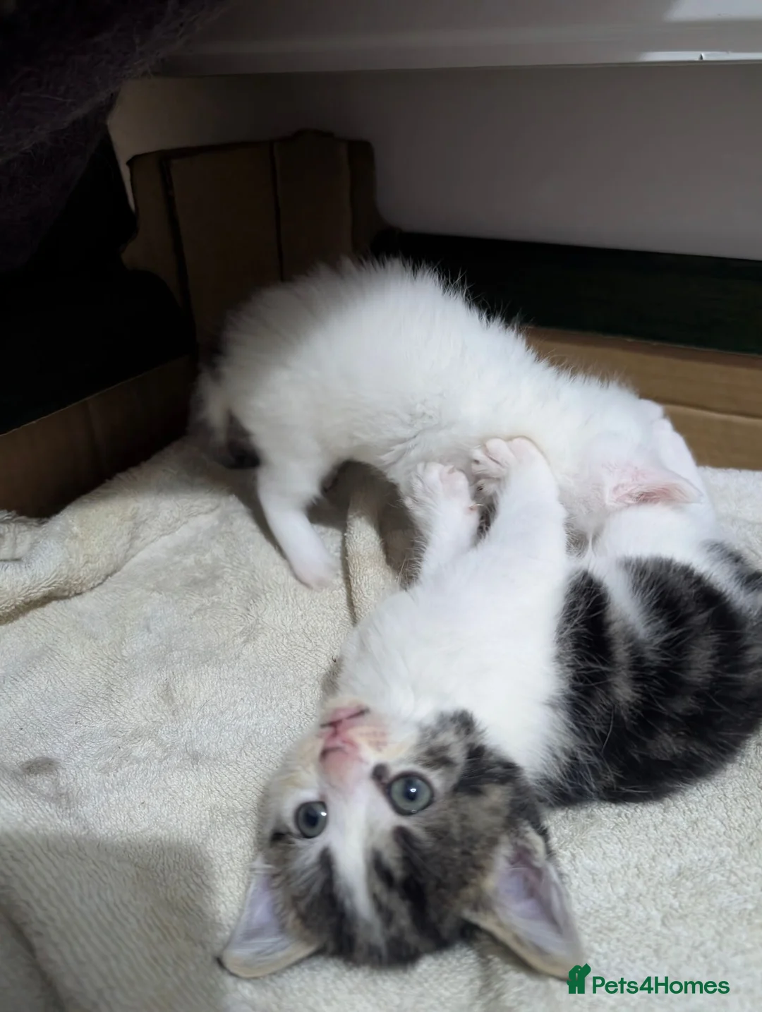 Mixed Breed cats for sale: Cute kittens - Advert 2