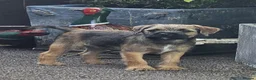 Border Terrier dogs for sale: 10 wk old Border Terrier Dog Puppy  - Advert 3