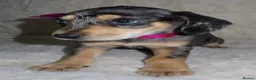 Dachshund dogs for sale: BEAUTIFUL DACHSHUND READY FOR FOREVER HOME!!! in Wolverhampton - Advert 28