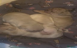 French Bulldog dogs for sale: Beautiful Frenchie babies-4 weeks free insurance - Image 16