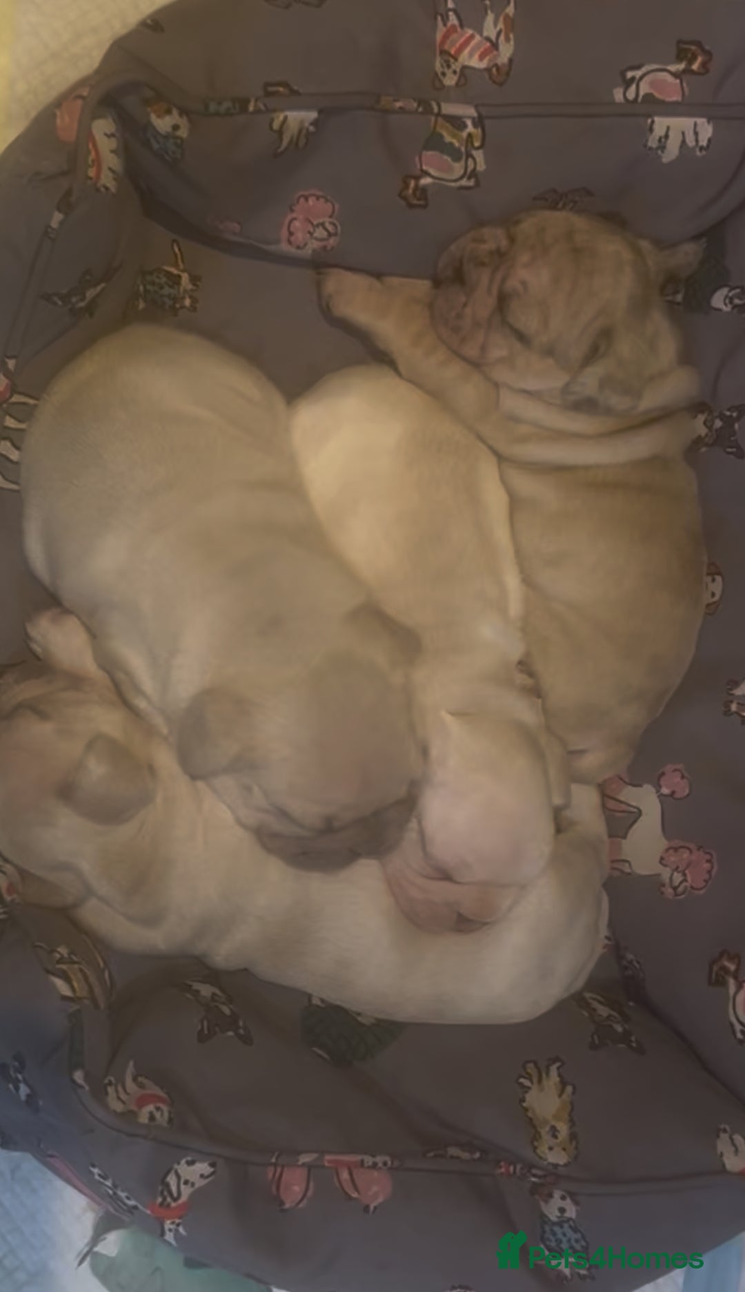 French Bulldog dogs for sale: Beautiful Frenchie babies-4 weeks free insurance - Image 16
