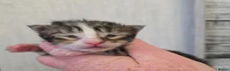 Maine Coon cats for sale: Beautiful Maine Coon Kittens  - Advert 18