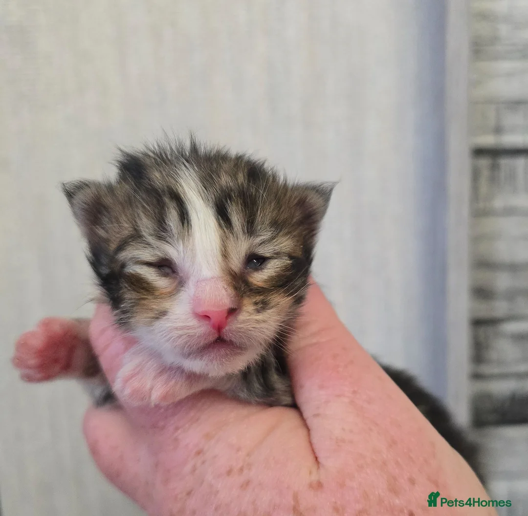 Maine Coon cats for sale: Beautiful Maine Coon Kittens Amazing Lines - Advert 33