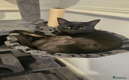 Mixed Breed cats for sale: Siblings  - Image 2