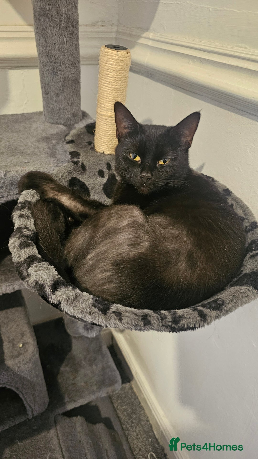 Mixed Breed cats for sale: Siblings  - Image 2