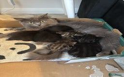 British Longhair cats for sale: British long hair cross  in Leiston - Image 5
