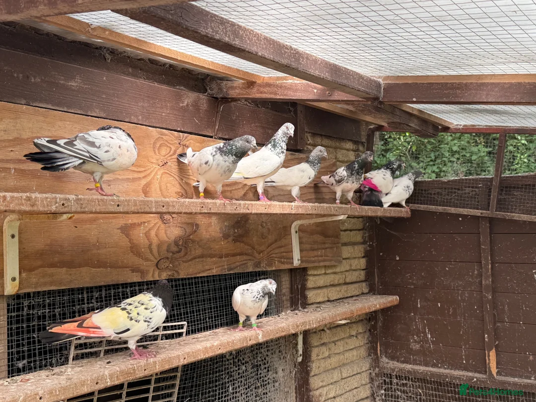 Pigeons birds for sale: Pakistani high flyers for sale  - Advert 12