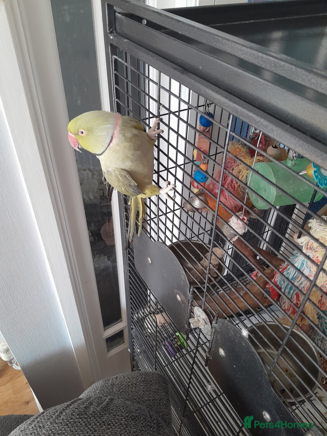 Ringnecks birds for sale: Green Indian ringneck parrot  - Image 4