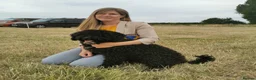 Spanish Water Dog dogs for sale: Spanish Water Dog Puppies  - Advert 2