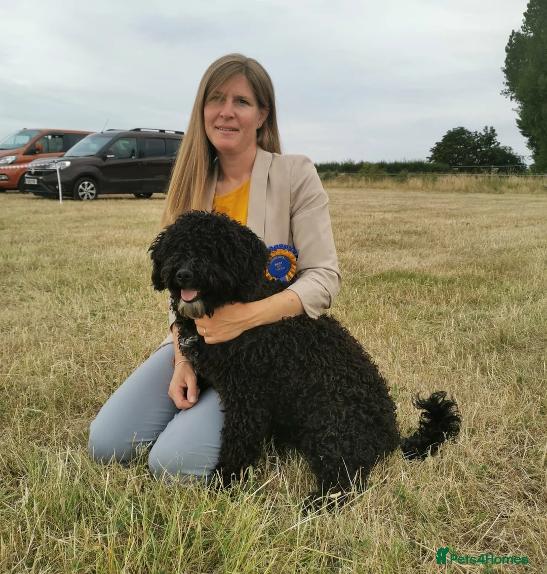 Spanish Water Dog dogs for sale: Spanish Water Dog Puppies  - Advert 2