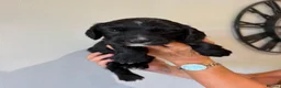 Sprocker dogs for sale: Sprocker spaniel  - Advert 9
