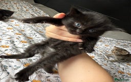 Maine Coon cats for sale: Maine coon x Russian Blue - Image 13