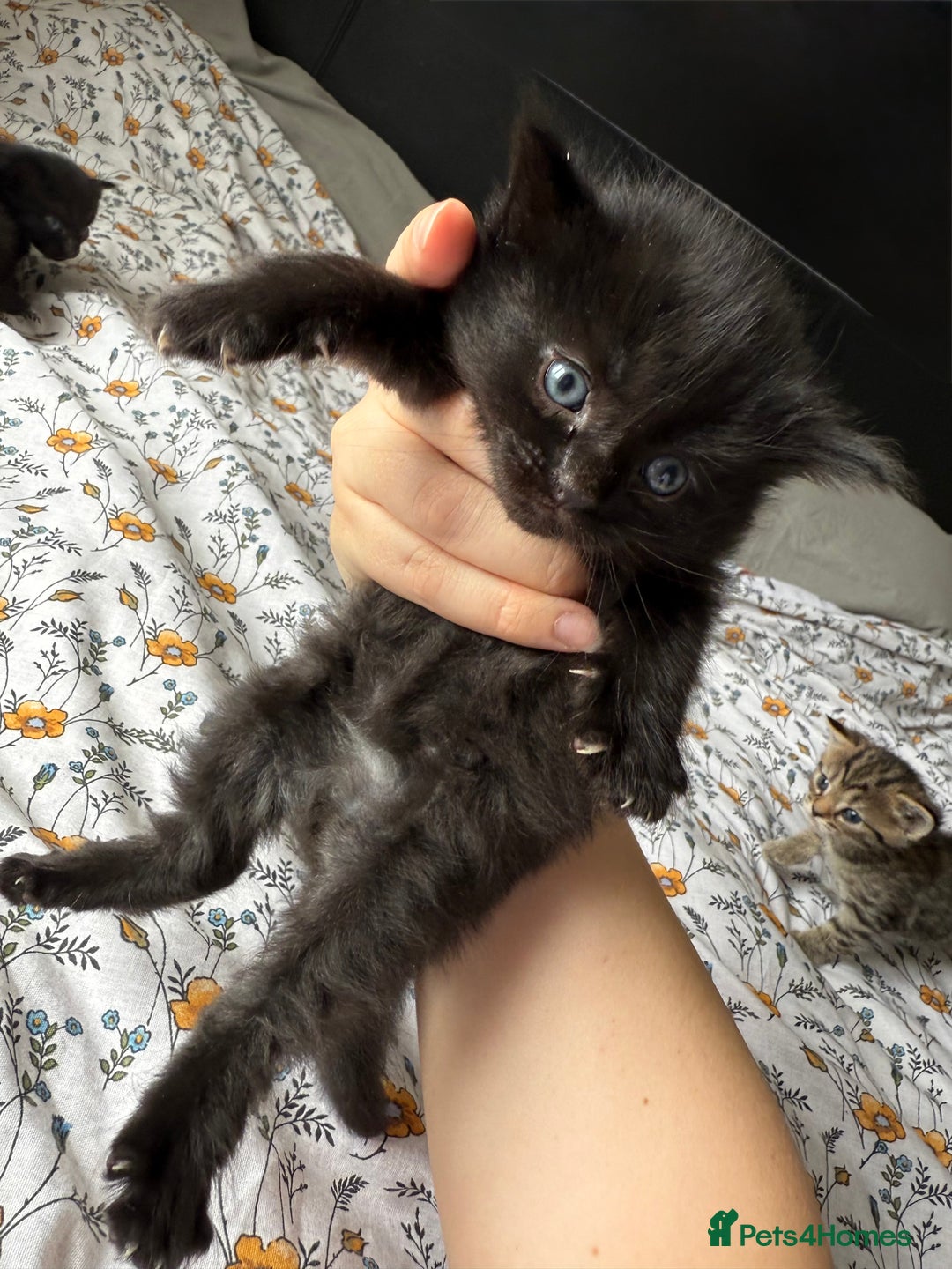 Maine Coon cats for sale: Maine coon x Russian Blue - Image 13