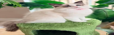 Ragdoll Kitten 6