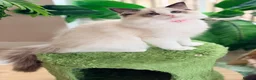 Ragdoll cats for sale: Stunning  Champion lines Ragdoll kittens  - Advert 2