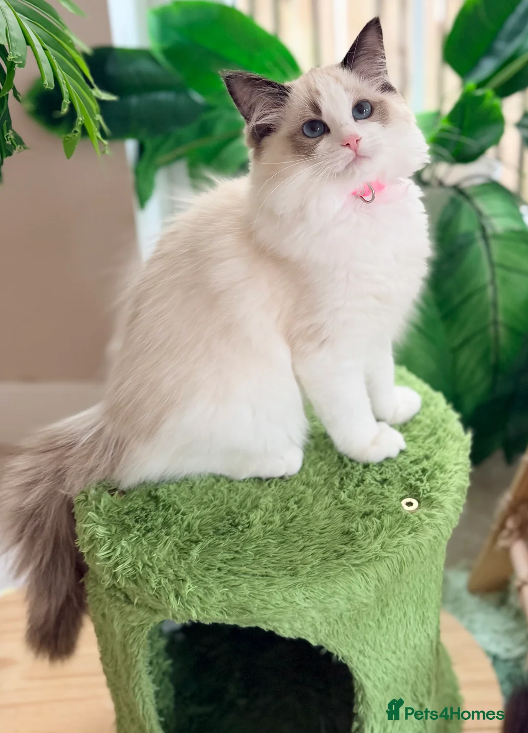 Ragdoll cats for sale: Stunning  Champion lines Ragdoll kittens  - Advert 2
