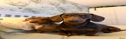 Miniature Dachshund dogs for sale: 2 MINIATURE DACHSHUND FOR REHOMING - Advert 17