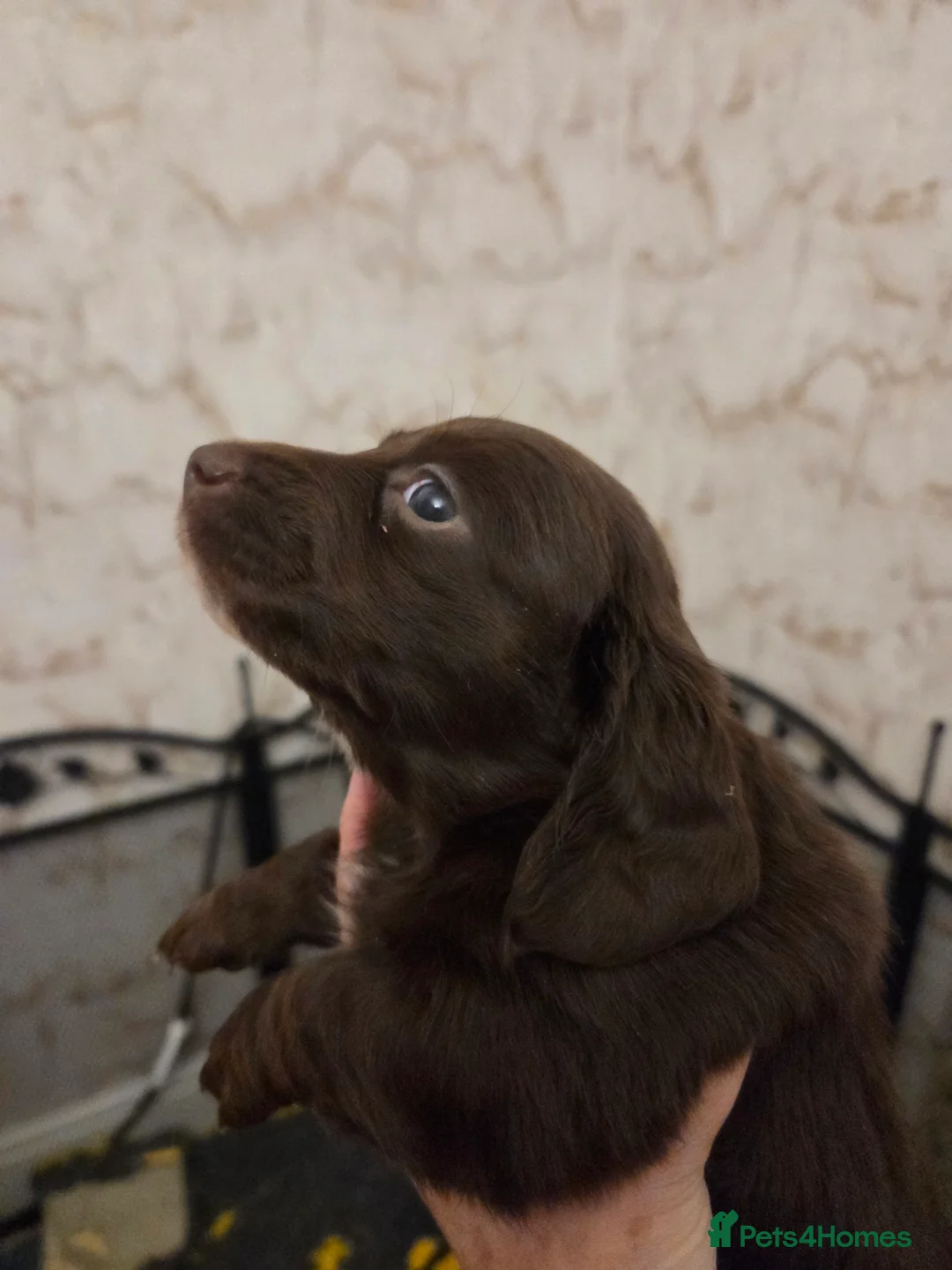 Miniature Dachshund dogs for sale: Longhaired minature dachshunds  - Advert 6