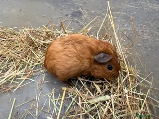Guinea Pig rodents Baby boar Guinea pigs *updated* - Advert 13