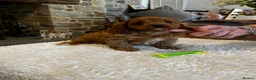 Cavapoo dogs for sale: Gorgeous Red F1 Cavapoo puppies  - Advert 9