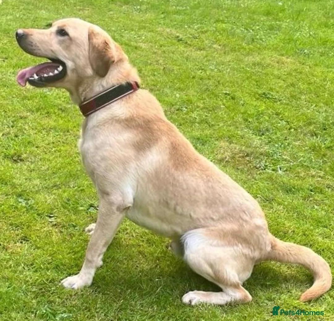 Labrador Retriever dogs for sale: Black Labrador Puppies  - Advert 18