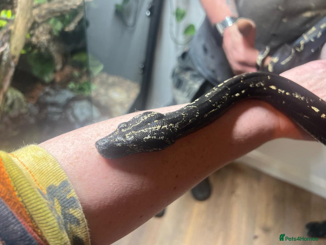 Boa Snake reptiles for sale: Boa img arab  - Image 2