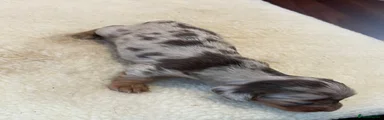 Miniature Dachshund 1