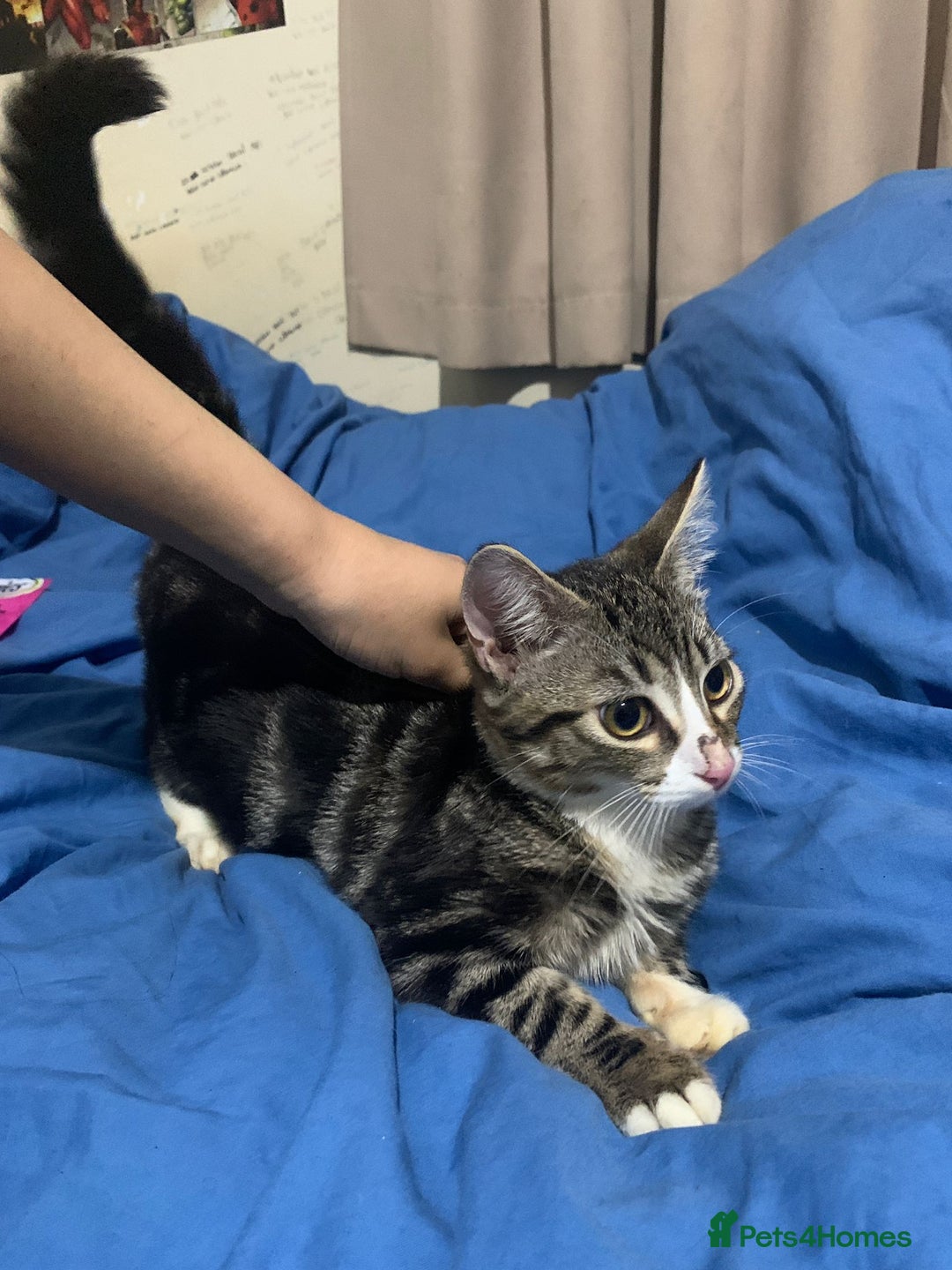 Mixed Breed cats for adoption: 4 lovely kittens looking for there forever home  - Advert 16