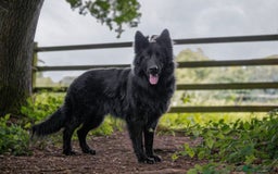 German Shepherd dogs for sale: 5 Generation KC - straight backed GSD puppies  - Image 7