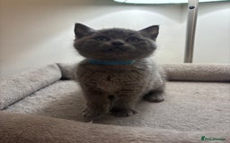 Ragdoll cats for sale: 5 Beautiful Ragdoll/ British Shorthairs - Advert 9