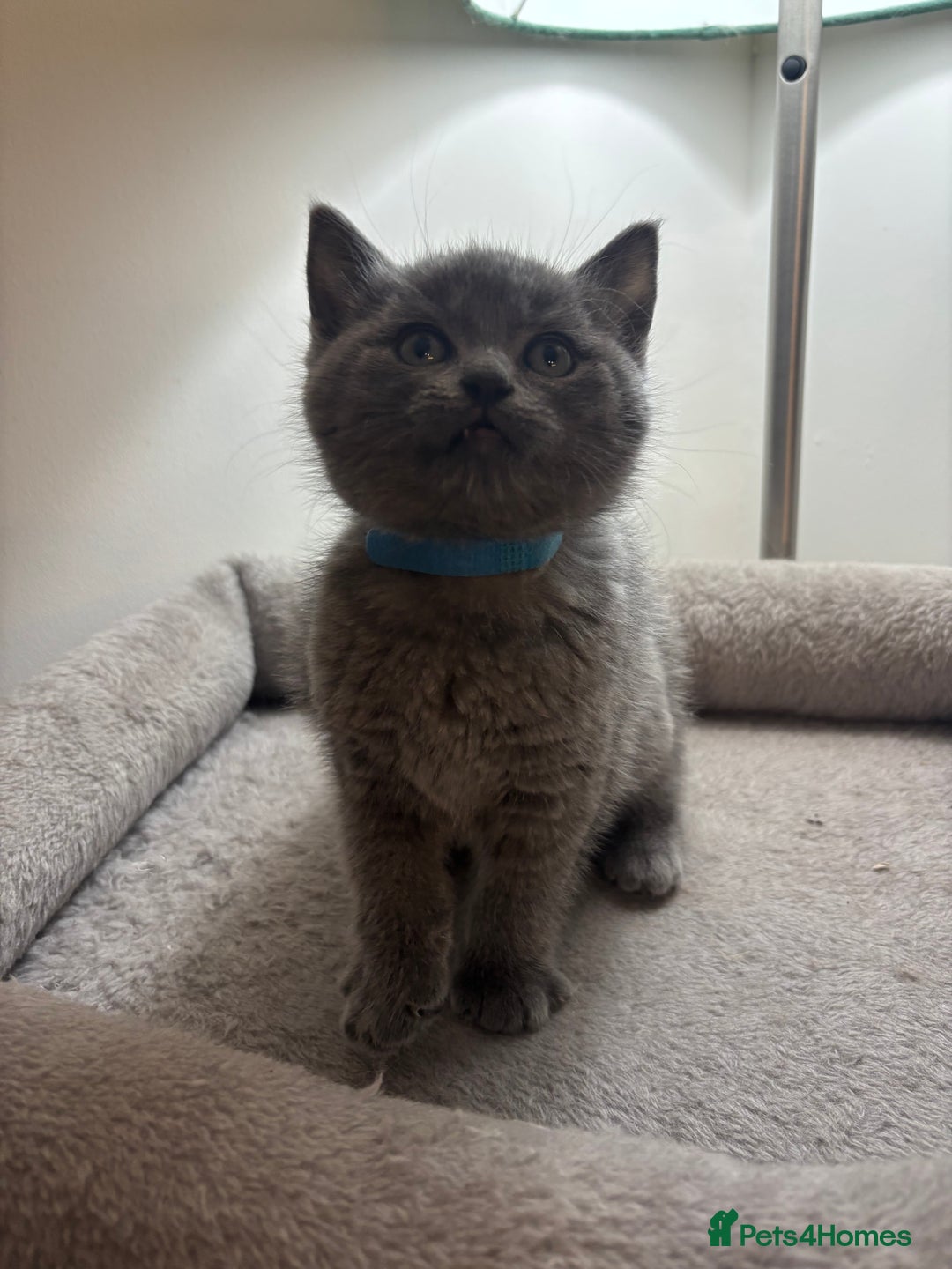 Ragdoll cats for sale: 5 Beautiful Ragdoll/ British Shorthairs - Advert 9