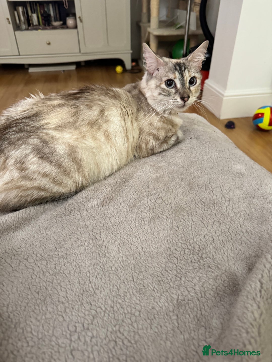 Bengal cats for sale: Bengal and British shorthair mix ginger kitten - Advert 3