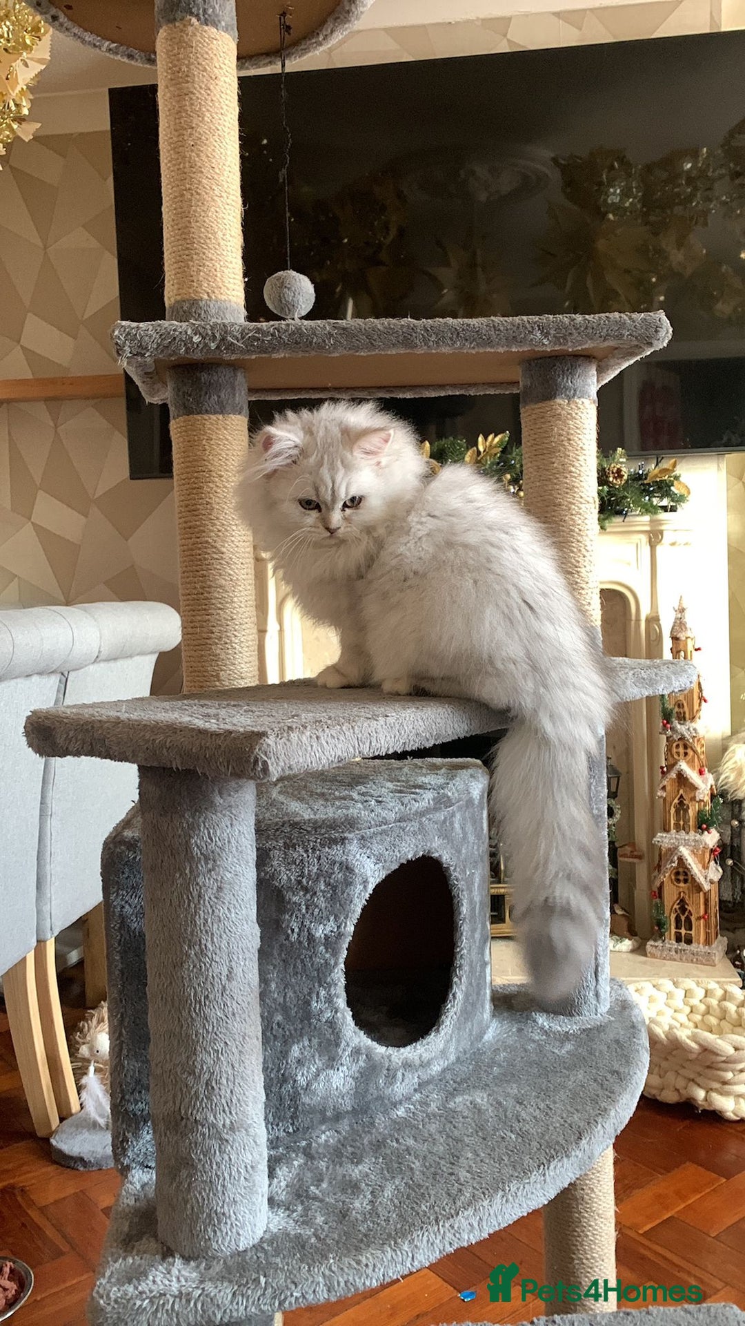 British Longhair cats for sale: Stunning fluffy Maine coon x british longhair  - Image 27