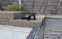 Staffordshire Bull Terrier dogs for sale: Staffordshire Bull terriers - Image 15