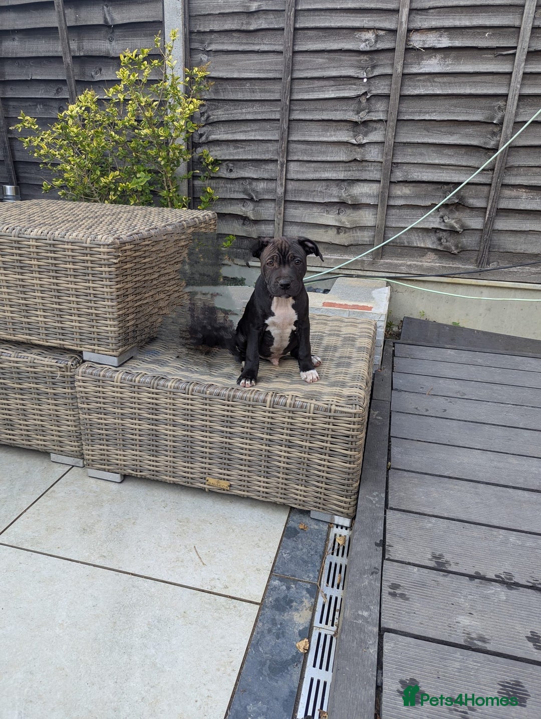 Staffordshire Bull Terrier dogs for sale: Staffordshire Bull terriers - Image 15