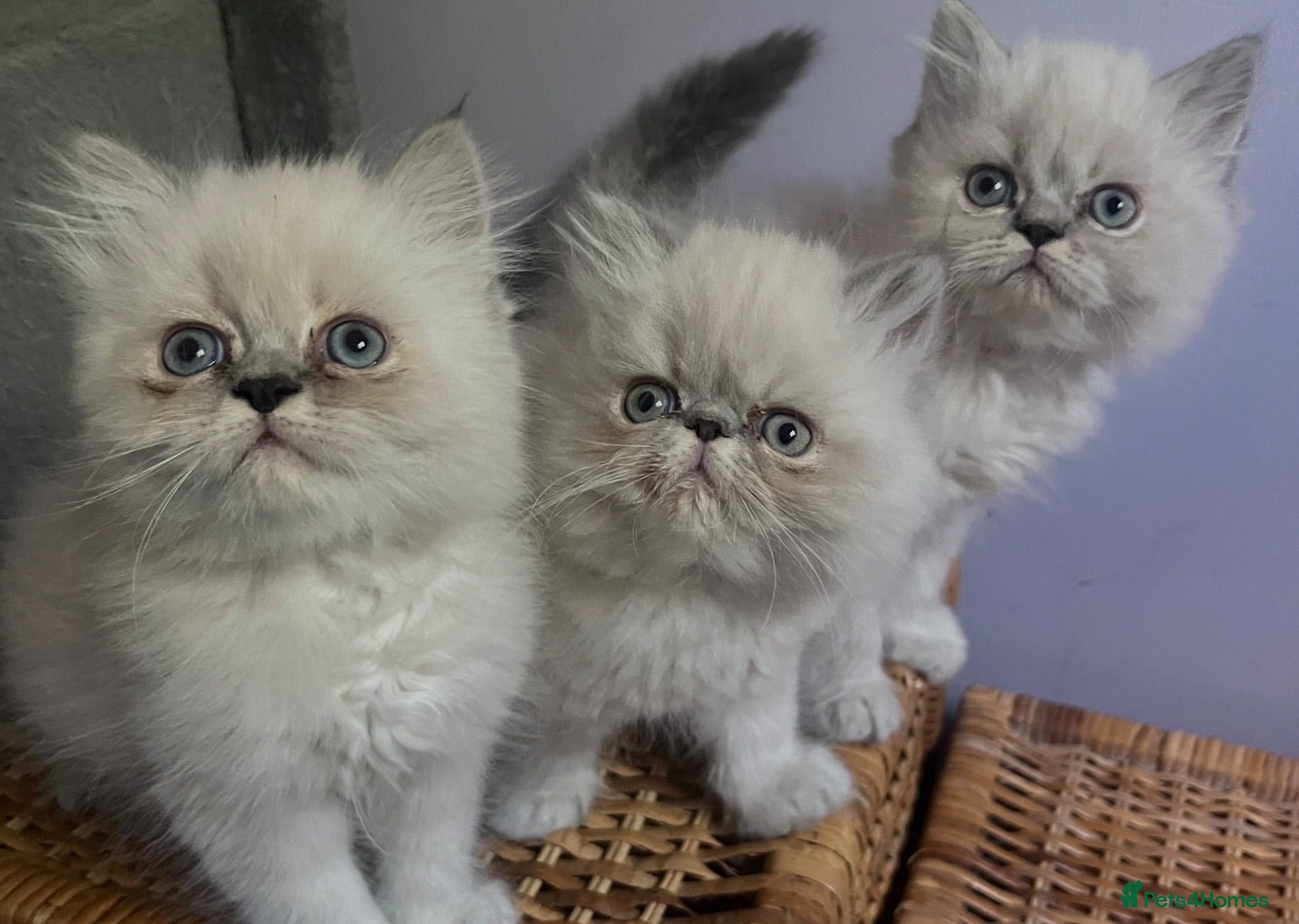 Persian cats READY NOW. 3 VERY AFFECTIONATE COLOURPOINT KITTENS - Advert 5