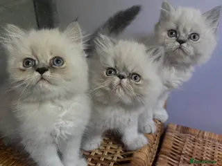 Persian cats READY NOW. 3 VERY AFFECTIONATE COLOURPOINT KITTENS - Advert 5
