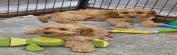 Cockapoo dogs for sale: 1 female F1 Cockapoo - Advert 15