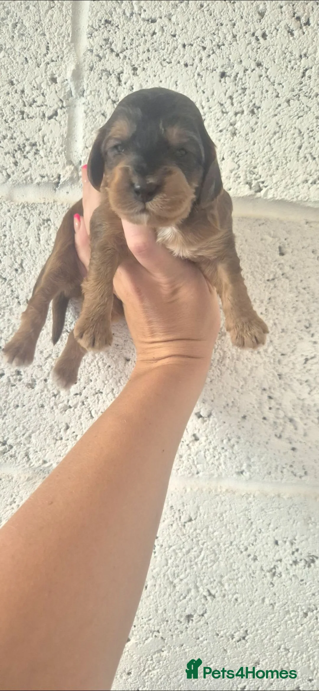 Cockapoo dogs for sale: F1 SHOW extensively health tested cockerpoo  - Advert 7